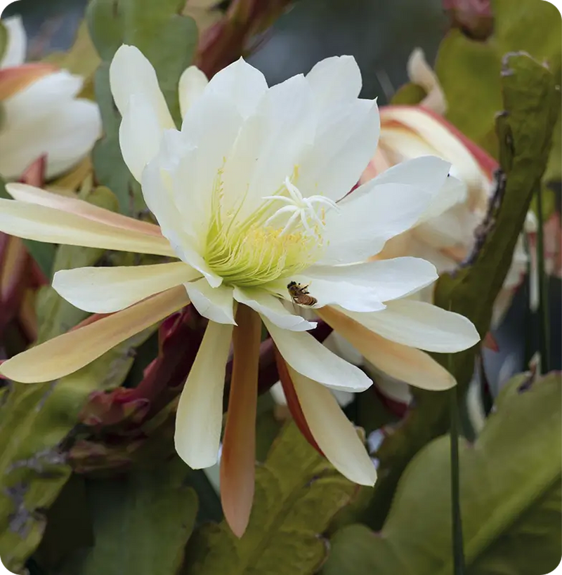 Indian Tuberose