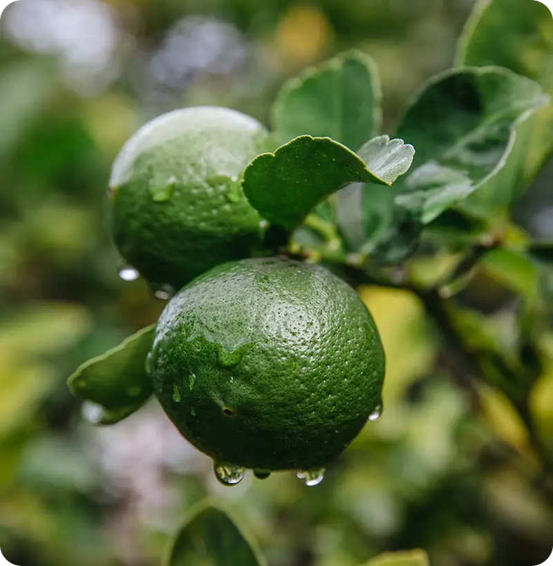 Calabrian Bergamot