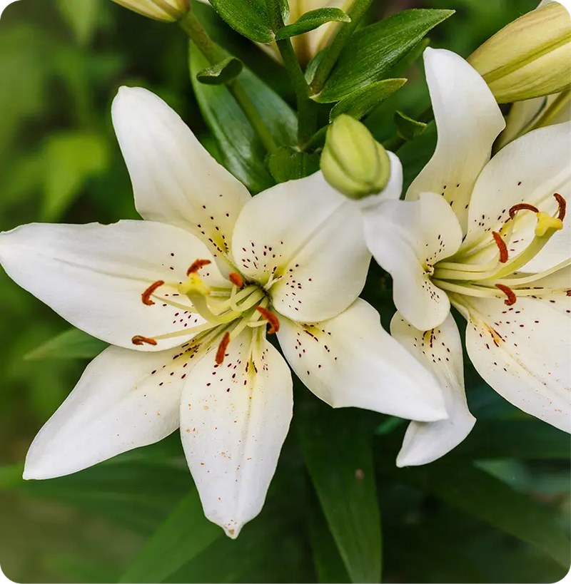Lily of Freesia